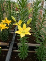 [5002 YellowCocotte No01.JPG]